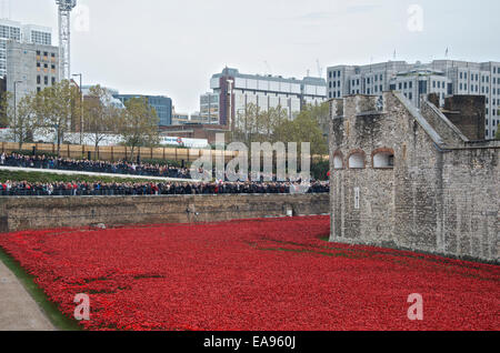 Kundenansturm am Morgen des Gedenkens Sonntag, 9. November 2014 in den Tower of London, die Mohnblumen im Graben zu sehen. Blut Mehrfrequenzdarstellung Länder und Meere von rot, die erinnert an die Hundertjahrfeier des Beginns des 1. Weltkrieges im Jahre 1914 mit dem Titel Kunst-Instillation hat Millionen von Besuchern angezogen. Stockfoto