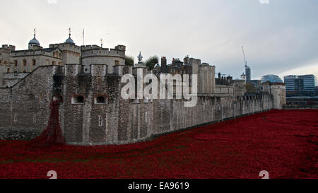 Ein Teil der Mohn in den Graben an der Tower of London am Morgen des Gedenkens Sonntag, 9. November 2014. Blut Mehrfrequenzdarstellung Länder und Meere von rot, die erinnert an die Hundertjahrfeier des Beginns des 1. Weltkrieges im Jahre 1914 mit dem Titel Kunst-Instillation hat Millionen von Besuchern angezogen. Stockfoto