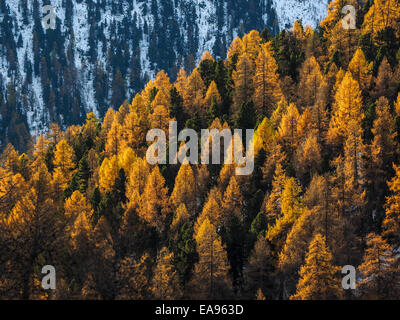 herbstliche Berglandschaft in der Nähe von St. Moritz - Engadin-Schweiz Stockfoto