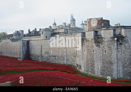 Ein Teil der Mohn in den Graben an der Tower of London am Morgen des Gedenkens Sonntag, 9. November 2014. Blut Mehrfrequenzdarstellung Länder und Meere von rot, die erinnert an die Hundertjahrfeier des Beginns des 1. Weltkrieges im Jahre 1914 mit dem Titel Kunst-Instillation hat Millionen von Besuchern angezogen. Stockfoto