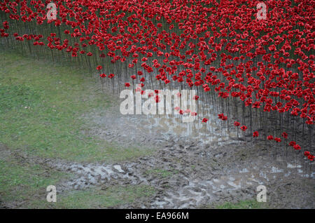 Ein Teil der Mohn in den Burggraben umgeben von Schlamm und Regenwasser in den Tower of London am Morgen des Gedenkens Sonntag, 9. November 2014. Stockfoto