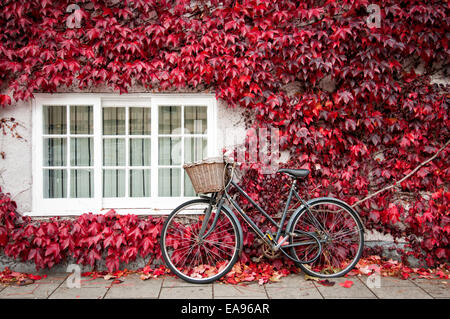 Fahrrad lehnt sich im Herbst an ein mit Wildwein (Parthenocissus) bedecktes Gebäude in Oxford England Stockfoto