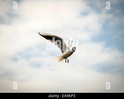 Einzelne schwarze Spitze Gull [Chroicocephalus Ridibundus] während des Fluges mit blauem Himmel blickte und cloud-Bildung Hintergrund. Stockfoto