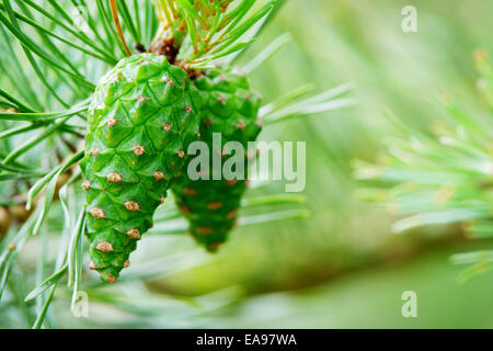 Grüne Scots oder schottische Kiefer Pinus sylvestris Kegel auf Baum in immergrüne Nadelwald wächst. Pommern, Polen. Stockfoto