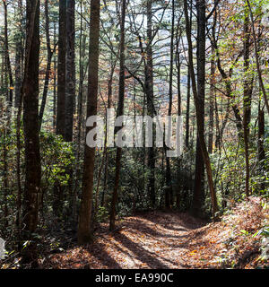 Hügelige Fußweg zum Rainbow Falls im Nantahala National Forest in der Nähe von Schluchten State Park in der Nähe von Kassierer, North Carolina, USA Stockfoto