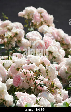 Weißen und rosa Rosen in voller Blüte Eltville Rheinhessen Deutschland Stockfoto