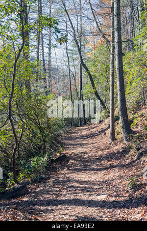 Hügelige Fußweg zum Rainbow Falls im Nantahala National Forest in der Nähe von Schluchten State Park in der Nähe von Kassierer, North Carolina, USA Stockfoto