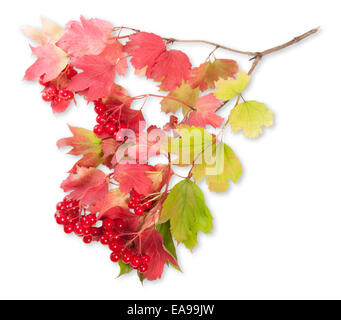 Viburnum auf einem Zweig mit Blättern, Isolated On White Background Stockfoto