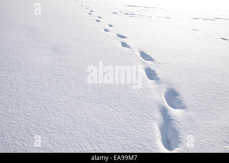 Fußspuren im Schnee in Engenhahn im Taunus, Hessen, Deutschland Stockfoto
