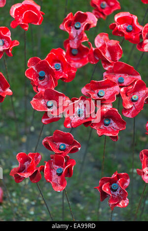 Im Tower von London Mohn Mohnblumen anzeigen Stockfoto