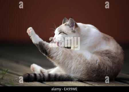 Eine weiße und graue Katze leckt ihr Rücken Bein gestreckt. Stockfoto