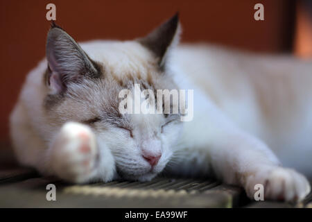 Eine weiße und graue Katze schlafen im Schatten. Stockfoto