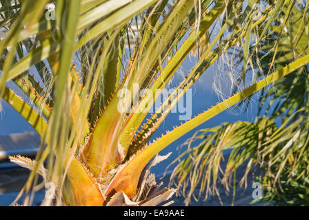 Stacheln auf palmwedel Stockfoto