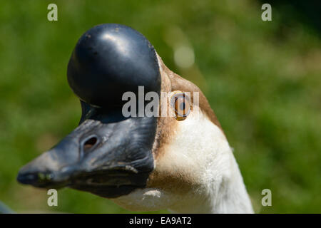 Afrikanische braune Gans Stockfoto