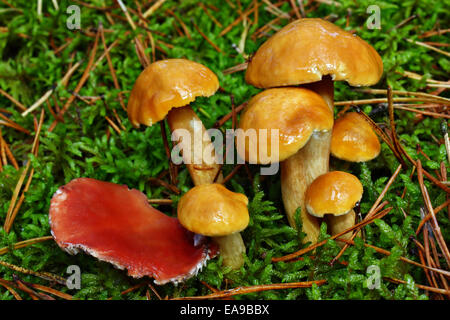 Pilzen Suillus Bovinus und seltene Gomphidius Roseus wächst im Wald Stockfoto