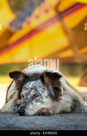 Australian Shepherd Border Collie mix Hund liegend auf Landebahn vor Flugzeug mit Ohren halb wach tragen weiße Schal loo Stockfoto