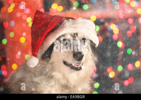 Australian Shepherd Border Collie mix Hund trägt rote Weihnachtsmütze mit Bokeh Weihnachtsbeleuchtung draußen im magischen Schnee in der Nacht Stockfoto