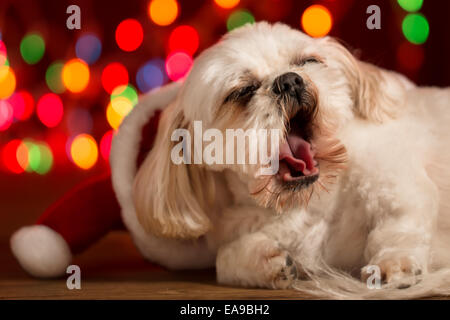 Shih Tzu Hunde Gähnen beim tragen rote Weihnachtsmütze zu Weihnachten Stockfoto