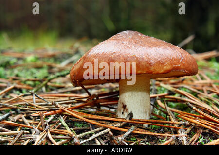 Pilz essbar Suillus Luteus wächst im Wald Stockfoto