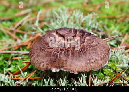 Braune Champignons Sarcodon wächst im Wald Stockfoto