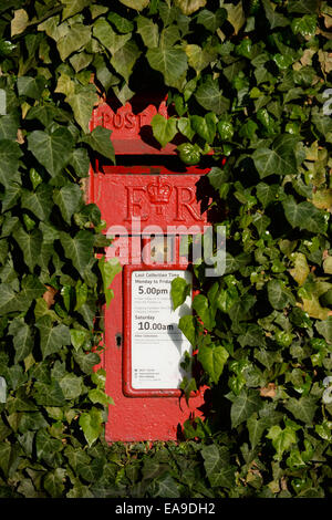 Öffentlichen Briefkasten umgeben mit Efeu Stockfoto