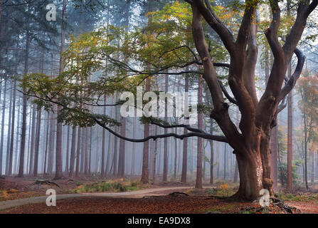 Buche in nebligen Herbstwald Stockfoto