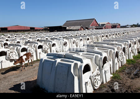 Reihen von Kälberhütten, Eco-Molkerei. Stockfoto