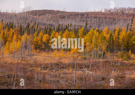 Durch einen Brand zerstört Wald nördlichen James Bay Quebec Kanada Stockfoto