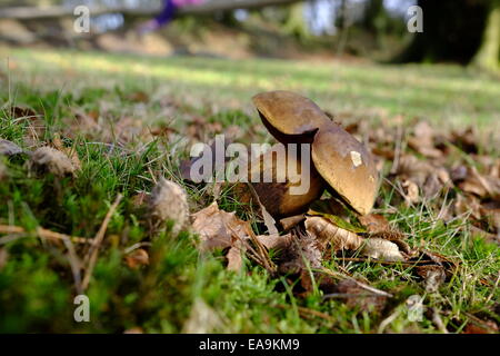 Bucht Bolete, Boletus Badius, Pilze wachsen auf der Wiese Stockfoto