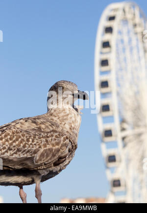 Möve vor Riesenrad am Strand von Brighton, UK. An der Promenade in Brighton ist im Oktober 2011 das Riesenrad Stockfoto