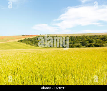 Landschaft der South Downs in East Sussex, bei Falmer Blick über ein Feld von Gerste in Richtung Bevendean ab, in der Nähe von Brighton Stockfoto