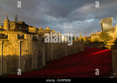 Seite des Tower of London mit Paul Cumminss Mohnblumen im Graben Stockfoto
