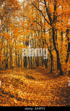 Herbst. Bäume in Goldtönen im Park. Stockfoto