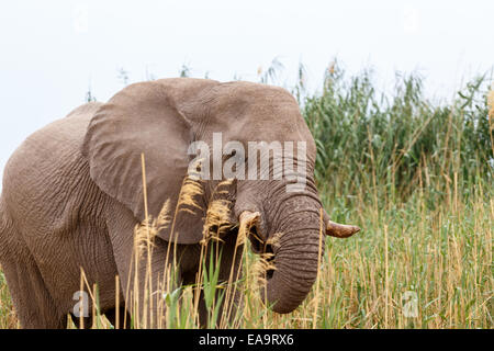 Porträt der Beweidung von afrikanischen Elefanten in Etosha National Park, Ombika, Kunene, Namibia. Wahre Tierfotografie Stockfoto