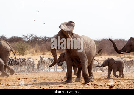 Eine Herde von afrikanischen Elefanten an einer Wasserstelle zu trinken. Wütenden Elefanten vor. Etosha National Park, Ombika, Kunene, Namibia. Tru Stockfoto