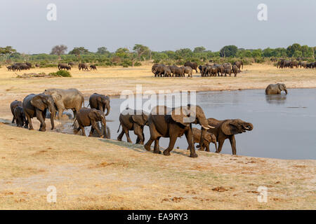 mehrere von afrikanischen Elefanten am Wasserloch Hwange National Park, Matabeleland, Nord Simbabwe gehört. Wahre Tierfotografie Stockfoto