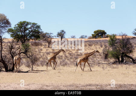Giraffa Plancius im afrikanischen Busch, Kgalagadi Transfrontier Park, Botswana, wahre Tierwelt Stockfoto
