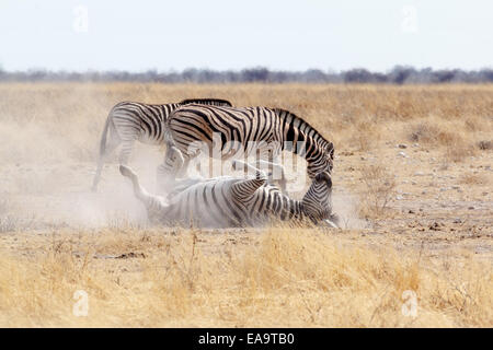 Zebra Rollen auf staubigen weißen Sand. Etosha National Park, Ombika, Kunene, Namibia. Wahre Tierfotografie Stockfoto
