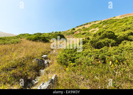 Natur in der Nähe von Big Almaty-See, Tien-Shan-Gebirge in Almaty, Kasachstan, Asien im Sommer Stockfoto