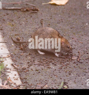 Gemeinsamen braune Ratte (Rattus Norvegicus) auch bekannt als eine Norwegen Ratte, Winchester, Hampshire, England, Vereinigtes Königreich. Stockfoto