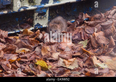 Gemeinsamen braune Ratte (Rattus Norvegicus) auch bekannt als eine Norwegen Ratte, Winchester, Hampshire, England, Vereinigtes Königreich. Stockfoto