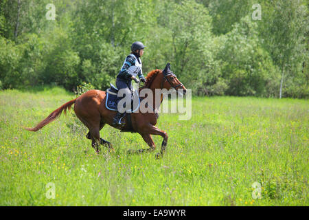 Nicht identifizierte Reiter auf Pferd überwindet das Hindernis bei der International Eventing Konkurrenz CCI3 * russischen Cup Vielseitigkeit, Moskau Stockfoto