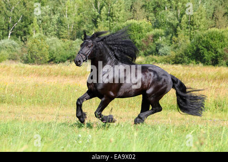 Erstaunlich, Friesisch Pferd (Equus Ferus Caballus). Hengst im Galopp auf der Wiese. im Sommer Stockfoto
