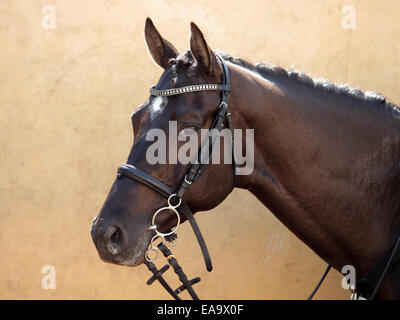 Holstein Bay Horse Farm Stockfoto