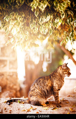 Schöne Tabby Katze sitzen und ausruhen unter dem Baum im Abendlicht. Farbtönen mit warmen Farben. Selektiven Fokus. Stockfoto