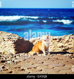 Küste mit Ingwer Tabby brüllen Katze. Reisen Sie auf dem Meer Konzept. Instagram Rückwirkung. Stockfoto