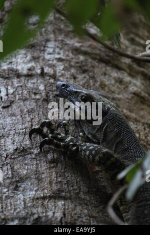 Spitzen Monitor (Varanus Varius) in einem Baum Stockfoto