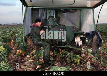 Landmaschinen und landwirtschaftlichen Traktor in Southport, Großbritannien. 10. November 2014. UK Wetter. Frühe Reifung von Rosenkohl im Tarleton, Lancashire, wie David Jones, einem lokalen Landwirt Kämpfe eine festliche saisonalen Ernte zum richtigen Zeitpunkt gereift zu haben. Die anhaltend milden Witterung mit der Abwesenheit von Frost hat dieses Gemüse Ernte Reife gebracht früher als üblich mit Picker hier mit einem selbstfahrenden Feldhäckslers JAMAFA sprießen Maschine. Ein cool-Wetter Gemüse, Rosenkohl in der Regel drei Monate, um zu reifen. Stockfoto