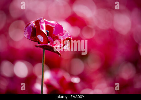 Eine einzelne rote Keramik Mohn an der Tower of London "Blut Mehrfrequenzdarstellung Länder und Meere of Red" Kunstinstallation. Stockfoto