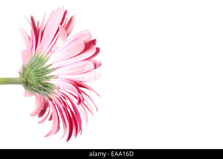 Rosa Gerbera Blume auf weiß von der Rückseite Stockfoto